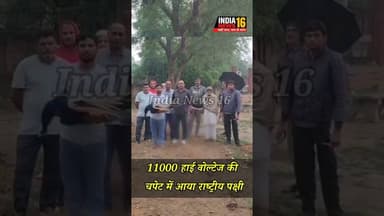 Mahendergarh के डुलाना में 11000 हाई वोल्टेज की चपेट में आया राष्ट्रीय पक्षी मौ*त #peacock #shorts