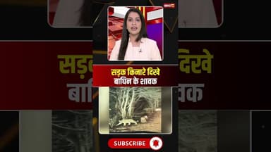 सड़क किनारे दिखे बाघिन के शावक, राहगीर ने बनाया वीडियो। #mpnews #panna #tigerviralvideo #shorts