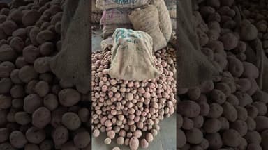 आज का आलू का भाव चकरपुर मंडी कानपुर से #aalukabhav