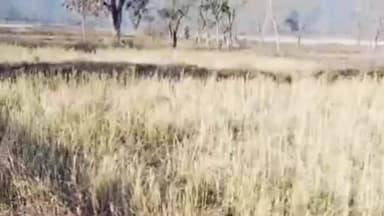 गोपद बनास: सीधी जिले के गाजर गांव में घुसा हाथियों का झुंड, फसलों को किया बर्बाद