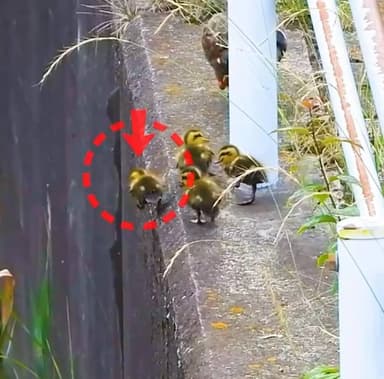 बचपन में हमेशा बड़े भाई से सीखते है 🫰#anirudhasingh @cop_anirudha