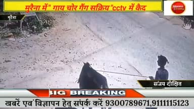 मुरैना में " गाय चोरी करने वाली गैंग सक्रिय " घटना सीसीटीवी कैमरे में कैद, वीडियो हुआ वायरल#मुरैना #gwaliorbreaking #mor...