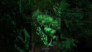 #chhath #Ghat #copy copy bole #biharnews