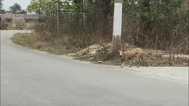 गोबिंदपुर राजनगर: एदल-सोनारडीह में 'पागल कुत्तों' का कहर, 12 लोग घायल, गांव में दहशत, स्कूल भी बंद