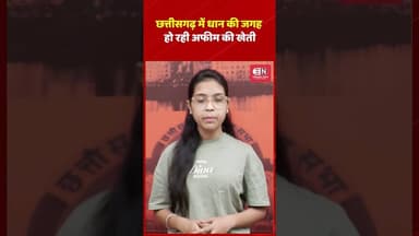 छत्तीसगढ़ में धान की जगह हो रही अफीम की खेती #chhattisgarh #affim #farming #shorts #viral #raigarh