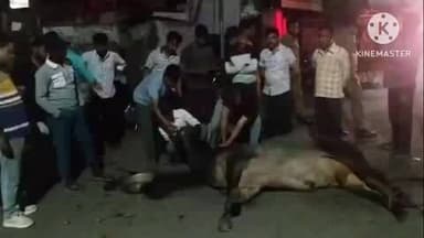 हमीरपुर: अस्पताल तिराहे पर तड़प कर गौवंश की हुई मौत, समय पर इलाज न होने पर हिंदू संगठनों ने व्यक्त की नाराजगी