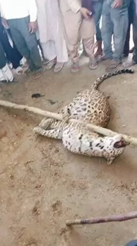 #पलिया/#लखीमपुर खीरी -
ग्राम पंचायत बेलाकलां के लोहरा गांव में ग्रामीणों ने एक तेंदुए को पकड़ लिया, तेंदुआ कई दिनों से इलाके में घूम रहा था