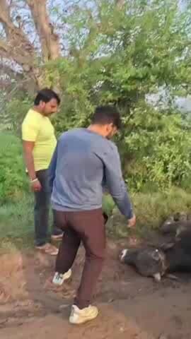 बागपत: गौ रक्षकों ने कस्बा टटीरी- दुडभा मार्ग स्थित बंबे में फंसे सांड का रेस्क्यू कर पशु डॉक्टर से कराया उपचार