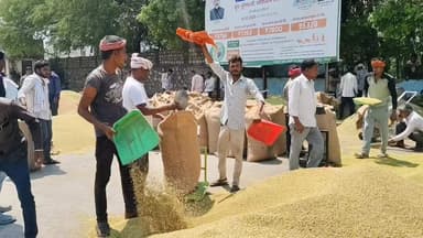 रामगंजमण्डी: रामगंजमंडी में धनिया महंगा, जबकि गेहूं के दाम नरम