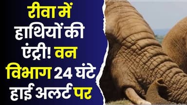 रीवा में हाथियों की एंट्री! वन विभाग 24 घंटे हाई अलर्ट पर, गांवों में बढ़ी टेंशन
#vindhyatimes #rewanews #satnanews #sh...