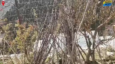 पांगी में बागवानी को मिल रहा बढ़ावा, किसानों को अनुदान पर उन्नत किस्मों के पौधे उपलब्ध 🌟🌱🌿
#Horticulture #AppleFarming #...