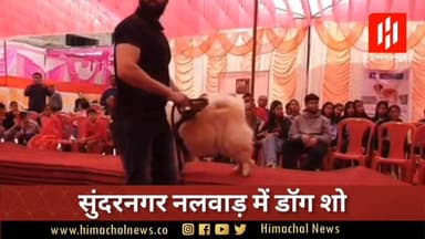 सुंदरनगर नलवाड़ में डॉग शो
#himachalnewsalert #letesthimachalnews #HimachalNews