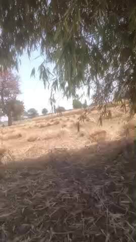 gehun me aag lagi badarwas main ek aadmi ki mot