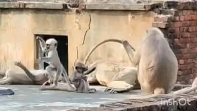 निचलौल: निचलौल रेंज क्षेत्र में बंदरों का आतंक, ग्रामीण परेशान हैं