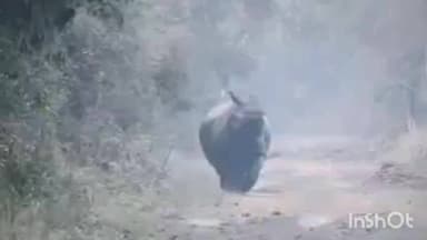 पलिया: दुधवा टाइगर रिजर्व का अनोखा वीडियो: आगे गैंडा, पीछे बाघ