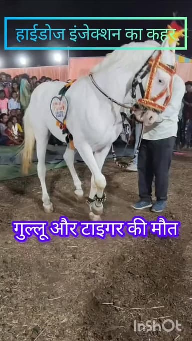 जानिए क्यों हुई गुल्लू और टाइगर की मौत