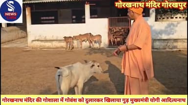 #गोरखनाथ मंदिर की गोशाला में #गोवंश को दुलारकर खिलाया गुड़ #मुख्यमंत्री योगी आदित्यनाथ ने