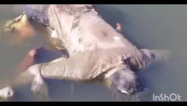 उज्जैन शहर: शिप्रा नदी में कूदे ड्राइवर का शव मत्येंद्रनाथ समाधि के पास झाड़ियों में मिला