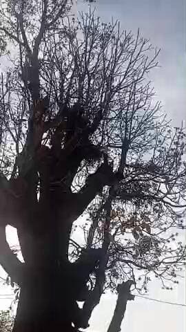 महुआ में मदद करने से पहले आपको नवरात्रि की शुभ कामनाएं