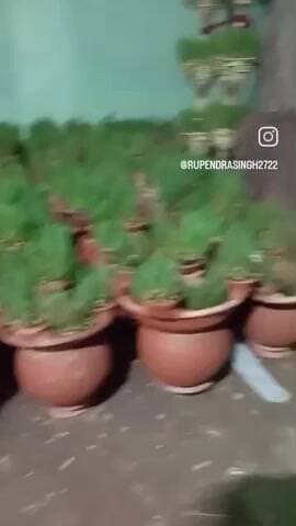 खेर माता मंदिर ग्राम मरदारी जिला उमरिया मध्य प्रदेश