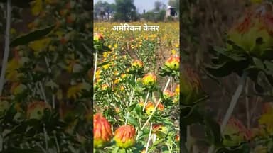 अमेरिकन केसर #news #ashoknagar