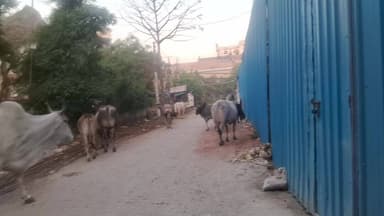 सेक्टर 54,53 में रोड़ में गाय को खुल्ला छोड़ना मुश्किल हो गया हे