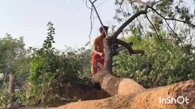 ବୀରମହାରାଜପୁର: ଚକାବର ଗ୍ରାମରେ ଜଣେ ବ୍ୟକ୍ତିଙ୍କ ଘର ଉପରେ ପଡ଼ିଲା ବିରାଟ ଗଛ, ଗଛକୁ କାଟି ସଫା କଲା ବୀରମହାରାଜପୁର ଅଗ୍ନିଶମ ବାହିନୀ