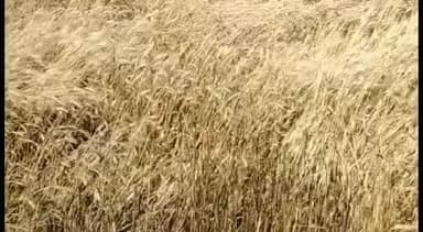 लखनादौन: ग्राम सनाईडोंगरी में अज्ञात कारणों से किसान के खेत में लगी आग