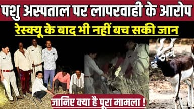 सागर में पशु अस्पताल पर लापरवाही के आरोप, रेस्क्यू के बाद भी नहीं बच सकी जान !
#SagarNews #MadhyaPradesh #BlackBuck #Wi...