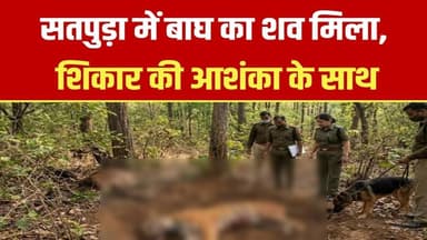 सतपुड़ा टाइगर रिजर्व में कॉलर वाली बाघ की मौ#त, शिकार की आशंका