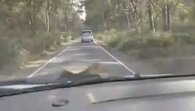 बोनट पर लटके गुप्ता जी-
#लखीमपुर के गौरीफंटा जंगल में रामभगत गुप्ता को टैक्सी ड्राइवर ने बोनट