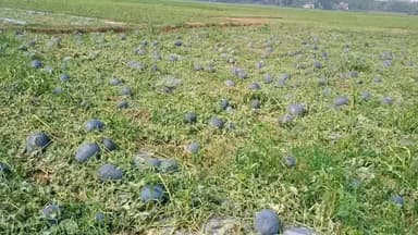 গোপীবল্লভপুর ১: শিলাবৃষ্টিতে তছনছ হল গোপীবল্লভপুরের আলমপুর গ্রামের চাষিদের বিঘার পর বিঘা তরমুজ চাষ,মাথায় হাত এলাকার তরমুজ চাষীদের