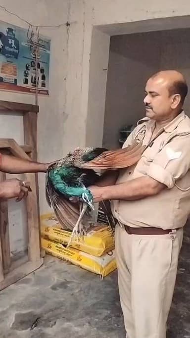 #ऊंचाहार में शुक्ला ट्रेडर्स अरखा पर मौजूद ग्रामीण और पुलिस ने बन्दरो के हमले से राष्ट्रीय पक्षी मोर को बचाकर इलाज कराया