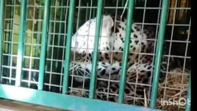 निघासन: फुटहा फार्म में 7 वर्षीय मासूम बच्ची की हत्या करने वाला खूंखार तेंदुआ 76 घंटे बाद वन विभाग के पिंजड़े में हुआ कैद