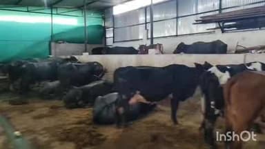 धार: भैंस के तबेले में मिला पोषण आहार, बच्चों के निवाले पर डाका, प्रशासन की जांच जारी