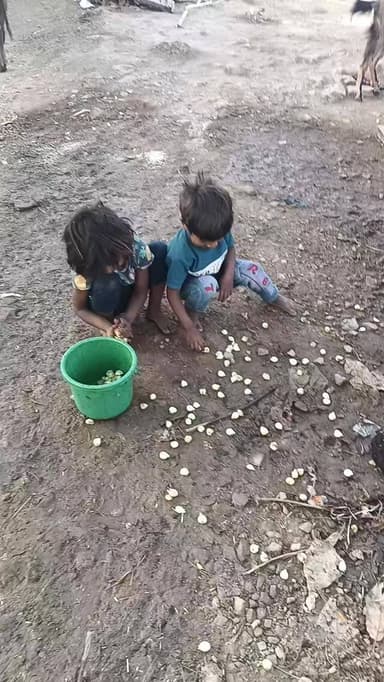 महुआ फुल की सीजन शुरू, ग्रामीण क्षेत्रों में अक्षर इस सीजन में इस समय आपको लोग महुआ के फूल भी लेते हुए नजर आ जाएंगे। क्य...