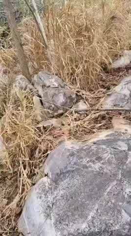 धरहरा: नक्सल विरोधी अभियान में बड़ी कामयाबी, AK-47 के 44 जिंदा कारतूस बरामद