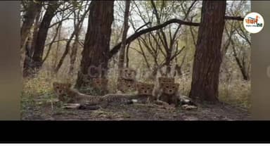 नन्ही शावक से मां तक: कूनो की ‘मुखी’ बनी सफलता की पहचान | ChambalTV
#श्योपुर #sheopur #चंबलटीवी #JansamparkMP #LiveNe...