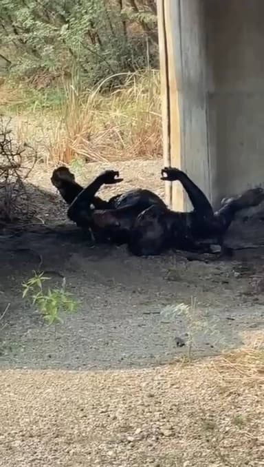 ಗದಗ: ಹೊಂಬಳ ಗ್ರಾಮದ ಹೊರವಲಯದಲ್ಲಿ ಸುಟ್ಟ ಸ್ಥಿತಿಯಲ್ಲಿ ಯುವಕನ ಶವ ಪತ್ತೆ