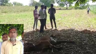 શિનોર: શિનોરમાં દીપડાનો આતંક,લોકોમાં ફફડાટ