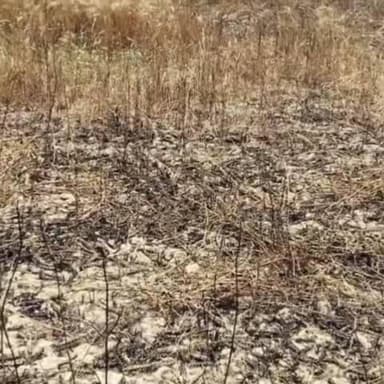 नीमराना: माढण नगर पालिका क्षेत्र में अज्ञात कारणों से गेहूं के खेतों में लगी आग, फसल जलकर हुई राख