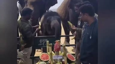 गडचिरोली: शासकीय कमलापूर हत्ती कॅम्प मध्ये लाडक्या कुसुमचा वाढदिवस अनोख्या पद्धतीने साजरा