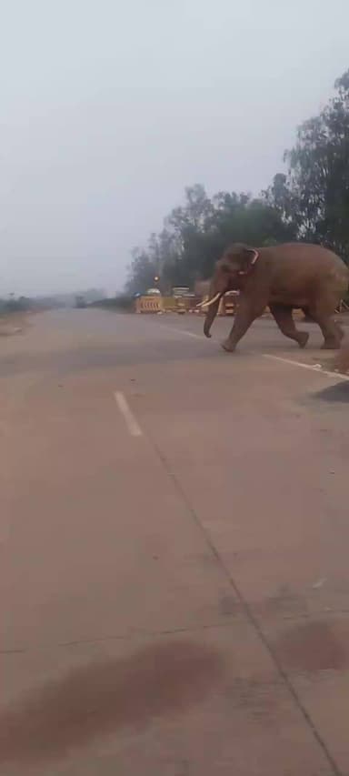 ঝাড়গ্রাম: জাতীয় সড়ক পেরিয়ে জঙ্গলের অভিমুখে হাতি, চাঞ্চল্য জাতীয় সড়ক ৬ এলাকায়