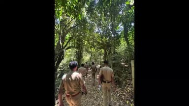 ദേവികുളം: കഞ്ചാവ് തോട്ടങ്ങൾ കണ്ടെത്താൻ എക്സൈസ് വകുപ്പ് നടത്തുന്ന ഓപ്പറേഷൻ സി ഹണ്ട് തുടരുന്നു