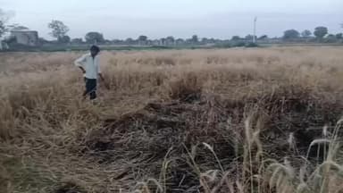 फूलिया कलां: राजपुरा गांव में स्पार्किंग के कारण खेत में गिरी बिजली लाइन, किसान की फसल जल गई