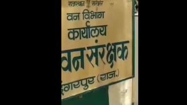 डूंगरपुर: डूंगरपुर में तेंदू पत्ता बना आय का सहारा, वनवासियों को मिलेगा रोजगार
