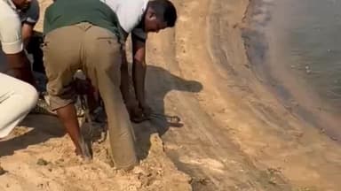 ଅନୁଗୋଳ: ସାତକୋଶିଆ ମହାନଦୀ ଗଣ୍ଡରେ ଛଡ଼ାଗଲା ୧୨ଟି ଘଡିଆଳ କୁମ୍ଭୀର