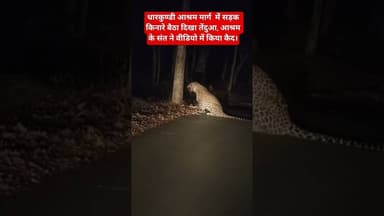 धारकुण्डी आश्रम मार्ग में सड़क किनारे बैठा दिखा तेंदुआ,आश्रम के संत ने वीडियो में किया कैद।#चित्रकूट