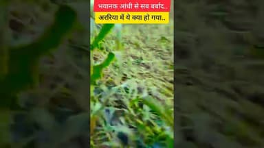 इतनी भयानक आंधी की सब बर्बाद हो गया.. #breaking #farmer #araria #forbesganj #biharnews #breakingnews