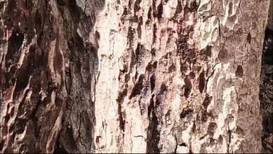 गया टाउन सीडी ब्लॉक: गया: प्राचीन पीपल के पेड़ की कटाई के बाद निकला पानी, शुरू हुई पूजा-अर्चना